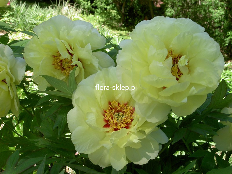 Piwonia drzewiasta Paeonia suffruticosa odm chińska żólta sadzonka