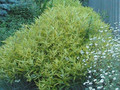 Barbula (Caryopteris clandonensis) Worcester Gold sadzonka 4