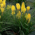 Trytoma (Kniphofia) Poco Yellow sadzonka 2