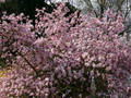 Magnolia gwiaździsta Rosea c5 120-160cm 2