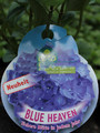 Hortensja ogrodowa (Hydrangea) seria Everbloom Blue Heaven c3 4