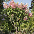 Hortensja bukietowa na pniu (Hydrangea) Pinky Winky c5 70-90cm