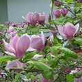 Magnolia pośrednia (Magnolia soulangeana) Lennei c3 120-150cm
