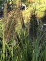 Trawa rozplenica japońska (Pennisetum) piórkówka Viridescens sadzonka 4
