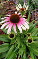Jeżówka purpurowa (Echinacea) Fountain Pink Eye sadzonka 3