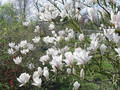 Magnolia pośrednia (Magnolia soulangeana) Alba Superba c12 90-150m 2