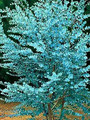 Eukaliptus niebieski (Eukaliptus gunnii) sadzonka 50-70cm 2