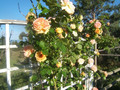 Róża pnąca pachnąca pomarańczowo-różowa Alchymist c2 100-130cm 3