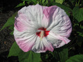 Hibiskus bylinowy (Hibiscus) Southern Belle sadzonka 7