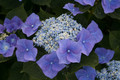 Hortensja ogrodowa (Hydrangea) Blue Sky chabrowa c3 40-60cm 5