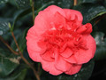 Kamelia japońska (Camellia japonica) Lady Campbell sadzonka 1