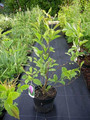 Magnolia George Henry Kern - do małych ogrodów c4 80-100cm 6