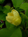 Magnolia Yellow Bird c3 70-90cm 3