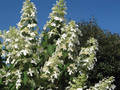 Hortensja bukietowa (Hydrangea) Levana c2 35-50cm 1