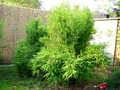 Bambus krzewiasty (Fargesia murielae) c1 15-25cm 4