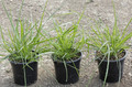 Trawa rozplenica japońska piórkówka (Pennisetum) sadzonka 4