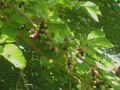 Morwa czarna (Morus nigra) c2 60-80cm 5