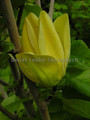 Magnolia Yellow Bird c12 130-150cm 2