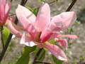 Magnolia Daybreak c5 30-60cm  1