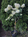 Hortensja bukietowa na pniu (Hydrangea) Bobo c5 90cm 4