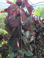 Judaszowiec kanadyjski (Cercis canadensis) Ruby Falls c5 150-170cm 6
