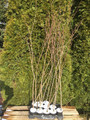Grujecznik japoński (Cercidyphyllum) sadzonka 120-160cm  6