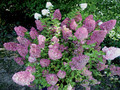 Hortensja bukietowa (Hydrangea) Sundae Fraise c3 40-60cm  5