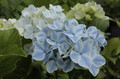 Hortensja ogrodowa (Hydrangea) Peppermint (Forever & Ever) c3 25-35cm 6