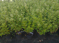 Hortensja bukietowa (Hydrangea) Little Lime c3 30-45cm 9