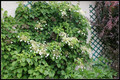Hortensja pnąca (Hydrangea petiolaris) sadzonka 40-60cm 5
