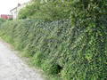 Bluszcz irlandzki (Hedera hibernica) 100-120 cm c5 5