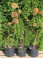 Hortensja bukietowa (Hydrangea) Bobo c5 50-60cm 5