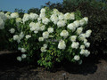 Hortensja bukietowa Phantom Hydrangea c3-c5 na pniu 70-80 cm 5