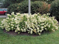 Hortensja bukietowa (Hydrangea) Little Lime c3 30-45cm 4