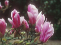 Magnolia George Henry Kern - do małych ogrodów c4 80-100cm 4