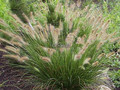 Trawa rozplenica japońska (Pennisetum) piórkówka Hameln c2 5