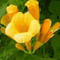 Milin amerykański (Campsis) Flava - roślina pnąca 80-100cm