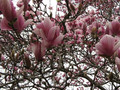 Magnolia pośrednia (Magnolia soulangeana) Satisfaction rewelacyjna c5 60-80 cm 1