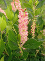 Orszelina olcholistna (Clethra alnifolia) Pink Spire sadzonka 6