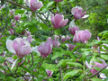 Magnolia pośrednia (Magnolia soulangeana) Lennei c3 120-150cm 1