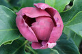 Magnolia Genie - powtarza kwitnienie c5 100-130 cm 5