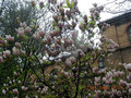 Magnolia pośrednia (Magnolia soulangeana) Alexandrina c3 90-110cm 7