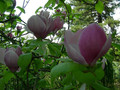 Magnolia pośrednia (Magnolia soulangeana) Lennei c3 120-150cm 4