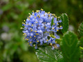 Prusznik niebieski Victoria - sadzonka aż 30-45 cm 5