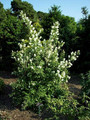 Jaśminowiec (Philadelphus) Bouquet Blanc c2 50-70cm 3