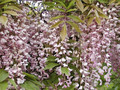 Glicynia kwiecista (Wisteria floribunda) Honbeni c2 100-120cm 1