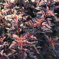 Pęcherznica kalinolistna (Physocarpus opuliofolius) Andre c2 50-80cm