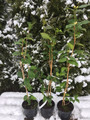 Kamelia japońska (Camellia japonica) Brushfield Yellow sadzonka c2 80-100cm 7