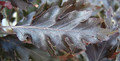 Buk czerwonolistny (Fagus sylvatica) Rohanii c2 100-120cm 1