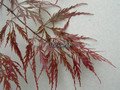 Klon palmowy (Acer palm.) Dissectum Garnet 70-80cm c7,5 2